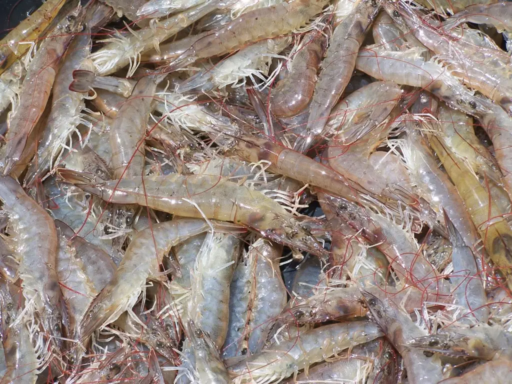 00_62072_farmed-shrimp-Philip-Chou_SeaWeb_Marine-Photobank
