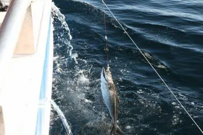 Longlining gives greater opportunities for selective fishing. Photo: Bjørn Tore Rotabakk. Copyright: Nofima