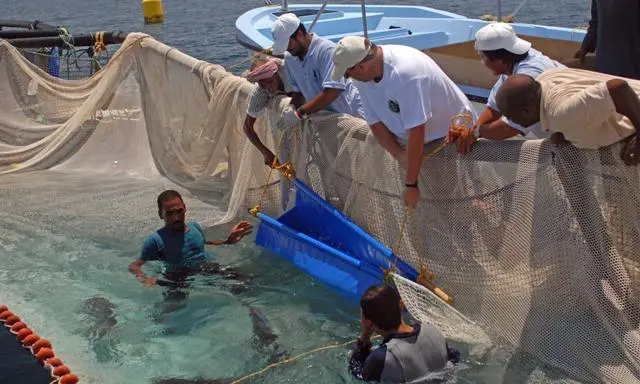Lifting amberjack broodstock. Consultant Brian Blanchard (centre in white shirt) was brought in from Canada to assist. Nasruddin Ali Al-ameen (far right) is manager of overseas projects.