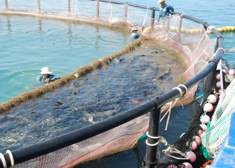 Bringing cobia to the edge of a cage prior to harvest. Cobia is an extremely fast growing species and it takes just under 12 months to reach 5kg which is said to be ideal for processing for sale in Europe