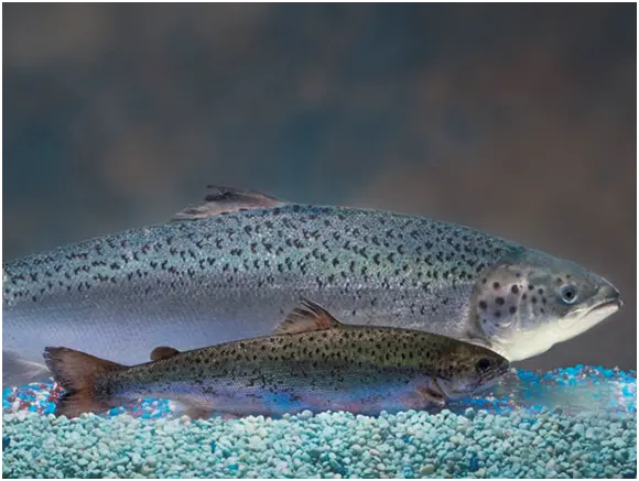 This handout photo, release 30 August 2010, compares the size of the GE-salmon (background) to an Atlantic salmon of the same age (foreground). Photo by Barrett & McKay Photo/AquaBounty Technologies/Handout, NP