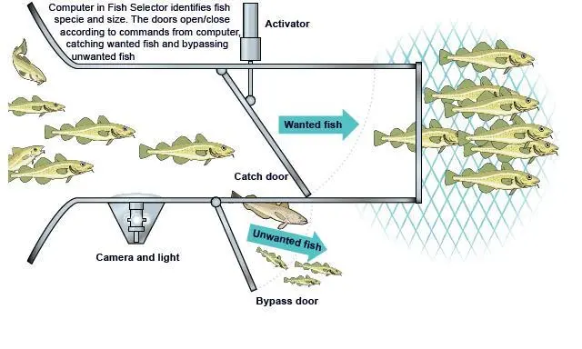The Fish Selector automatically separates fish while still in the trawl