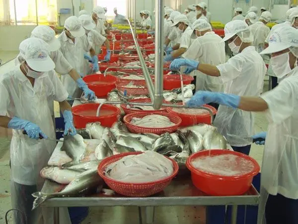 Filleting pangasius in a factory in Vietnam where most fish processing is still done by hand. Credit: Herby Neubacher