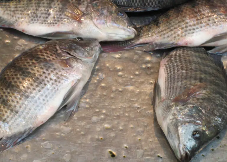 Climate change means smaller fish, higher mortality rates and a drop in profitability for fisheries Photo: Jessica King/Marine Photobank