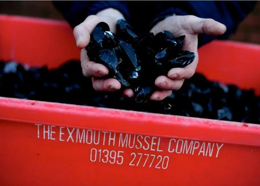 The Exmouth Mussel Company has entered into MSC assessment