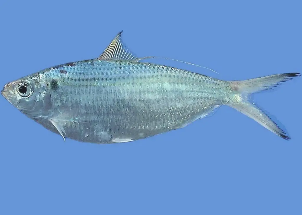 Thread herring. Credit: NOAA