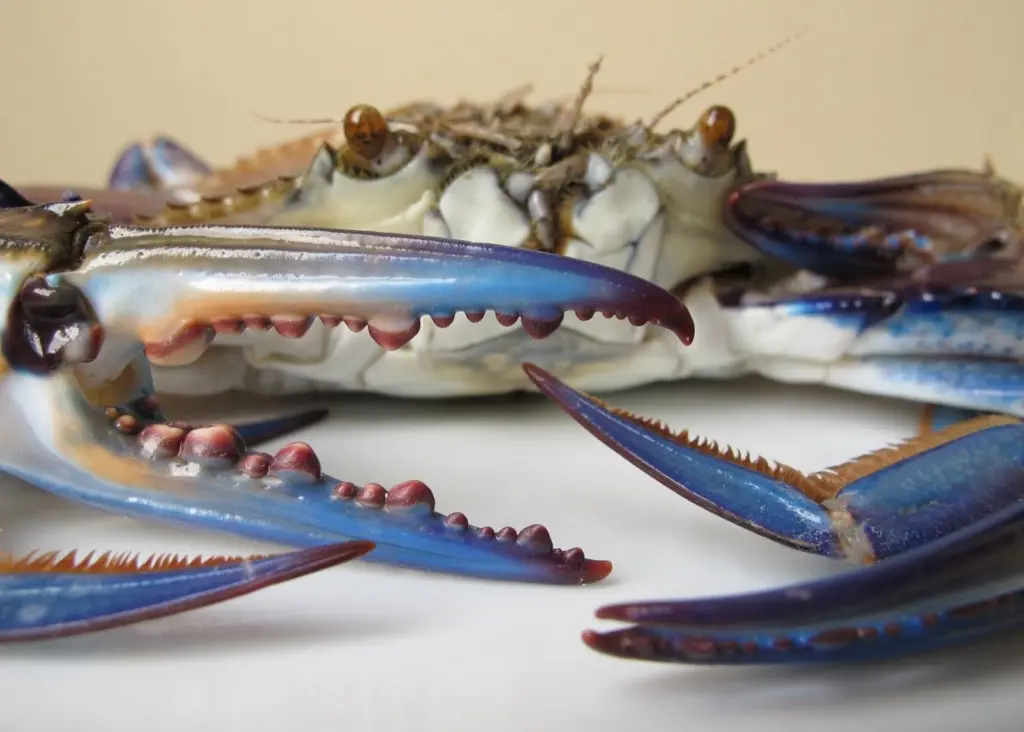 Sustainability issues surround the blue swimming crab