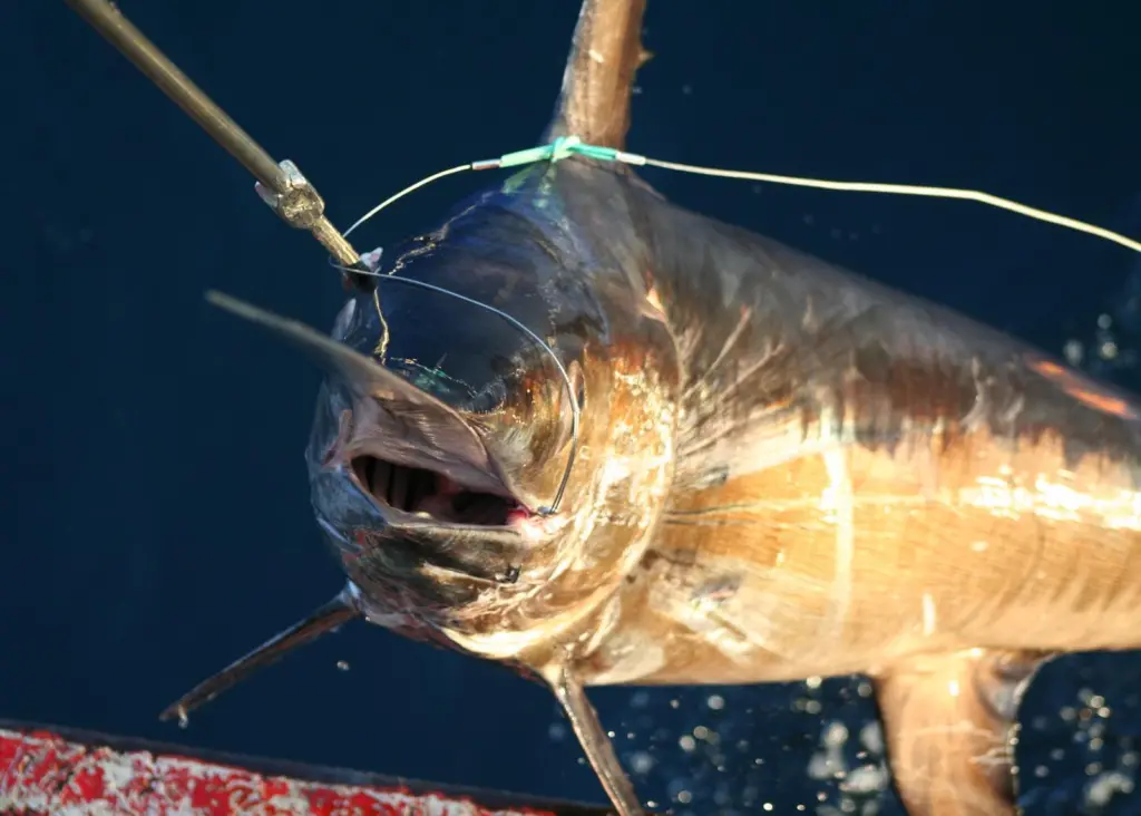 A Canadian swordfish longline fishery has been awarded MSC certification, and a US North Atlantic fishery has been entered into assessment. Credit: Maria Honig, WWF Responsible Fisheries Programme/Marine Photobank