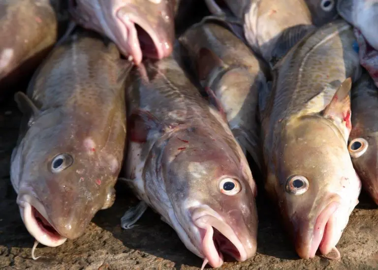 The new study considers four commercial fish species, including cod. © David Harding/Fotolia