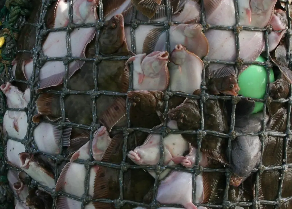 Icelandic fishing vessels are protesting about the government’s fishing quota bill