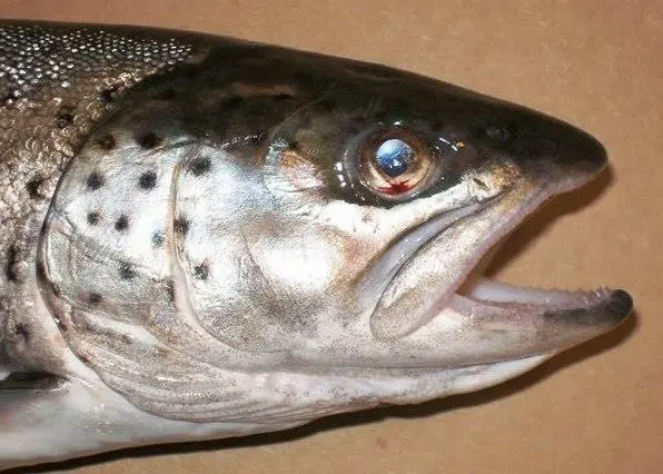 Atlantic salmon. Credit: WDFW