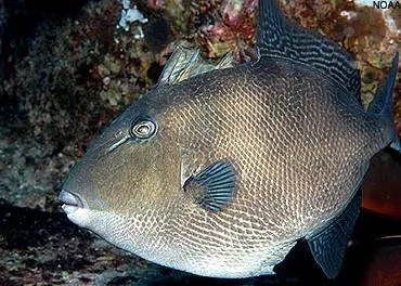 Gray triggerfish. Credit: Pew Environment Group