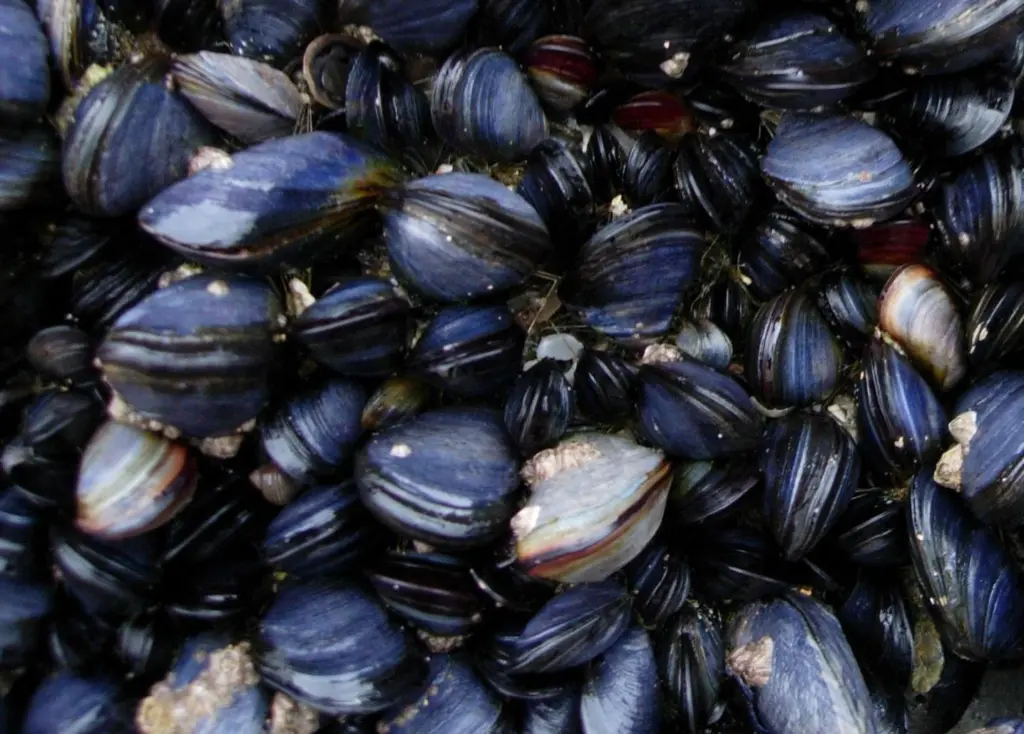 The Exmouth Mussel Company has achieved MSC certification