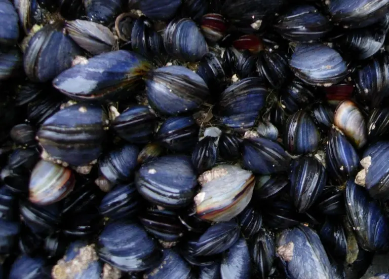 The Exmouth Mussel Company has achieved MSC certification