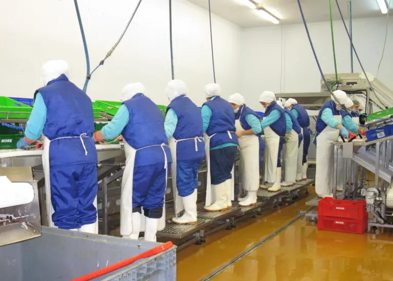 Filleting is all done by hand at More because it creates higher yields