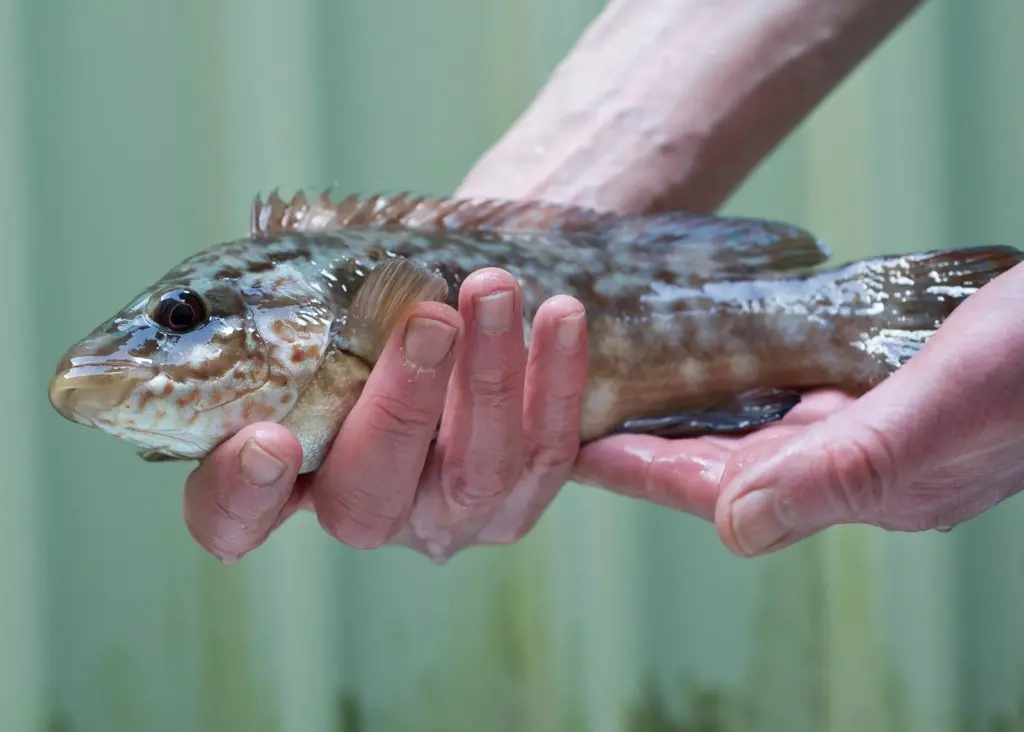 Ballan wrasse