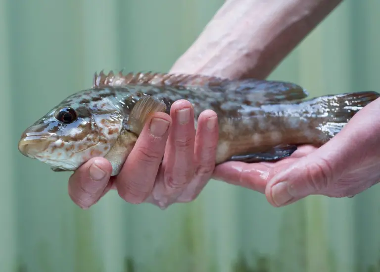 Ballan wrasse