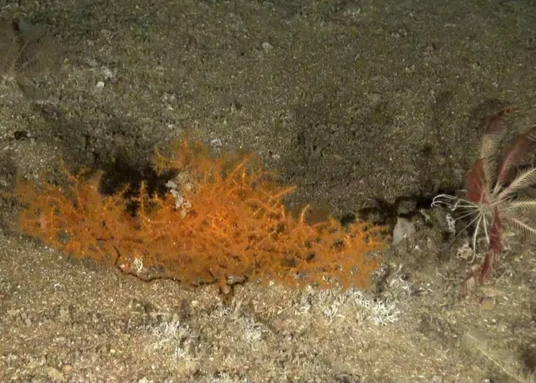 New species including black coral were found in the Gorring bank. Photo: Oceana Europe