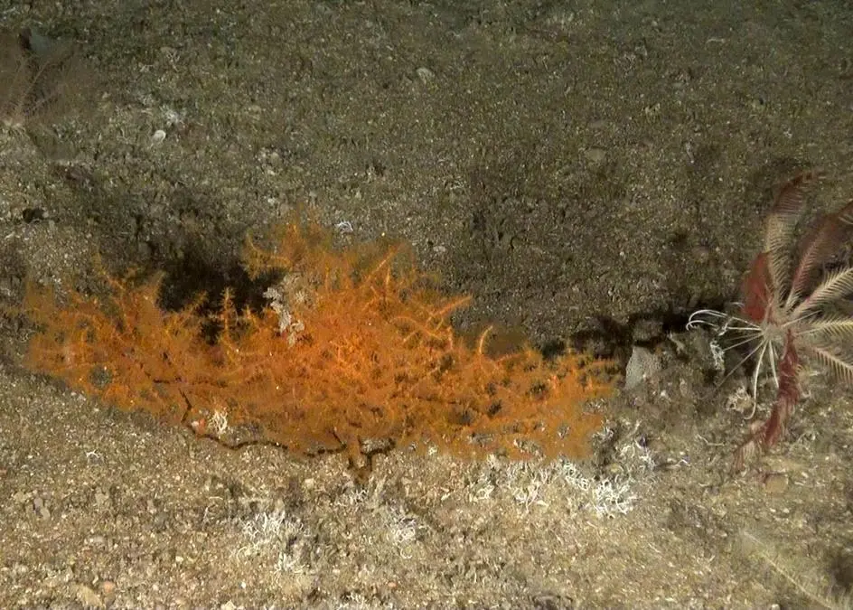 New species including black coral were found in the Gorring bank. Photo: Oceana Europe