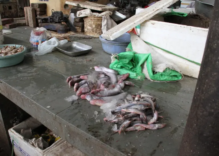 Typical preparation area: fly-infested, old polystyrene, and stone surfaces on which  fishmongers walk in bare feet above rubbish where rats and chickens snack