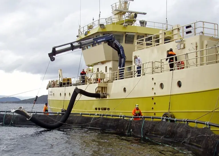 The processing vessel BB Tauranga at the cage ready for harvesting. Credit: Kjell Ø. Midling © Nofima