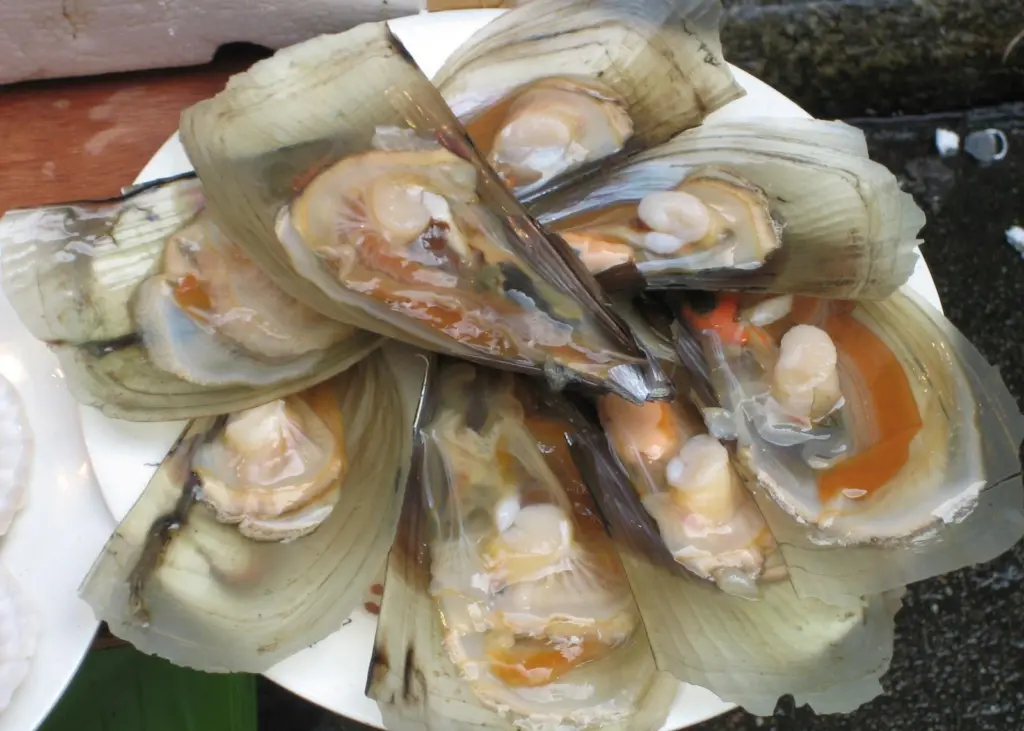 The research will improve the sustainability of the mussel business. Photo: Jessica King/Marine Photobank