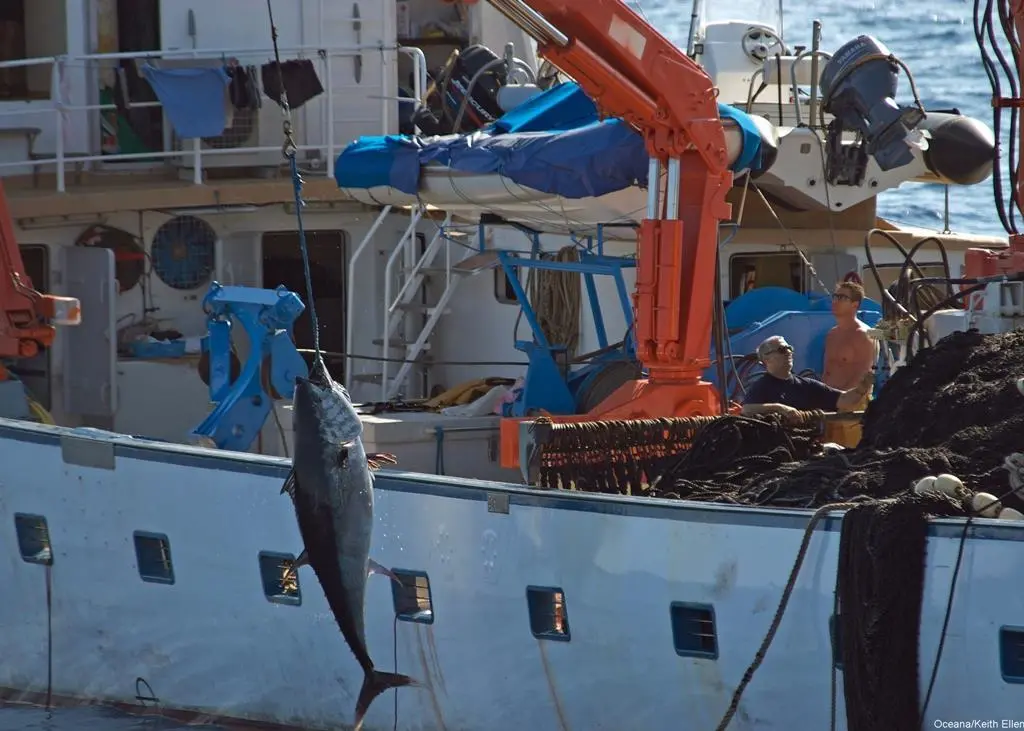 Illegal and unreported fishing of Atlantic bluefin tuna still takes place Photo: Oceana/Keith Ellenbogen