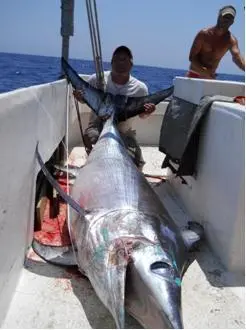 A giant bluefin