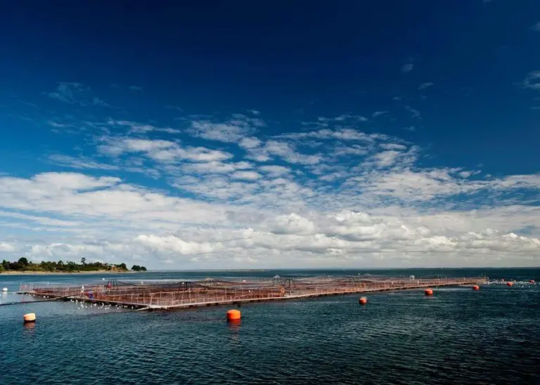 Aquaculture is of vital importance to Chile