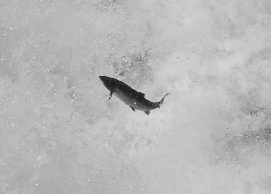 The new site will enable the company to supply Scottish salmon all year round. Photo: Roy Lathwell