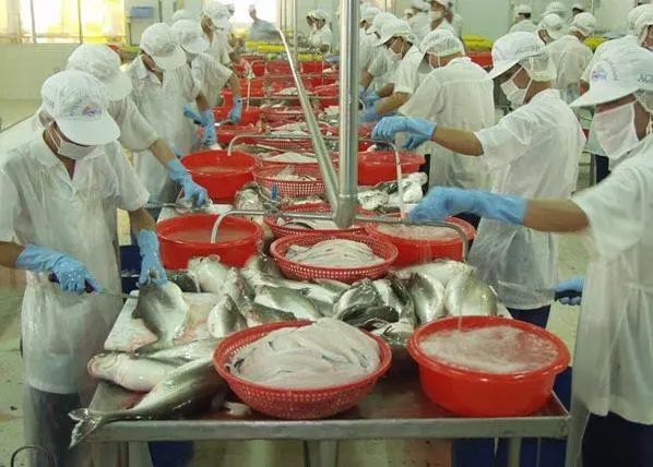 The breakthrough in value-added panga production should reverse the trend of declining exports