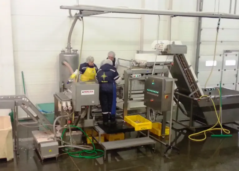 Peruza drum type small fish nobbing line