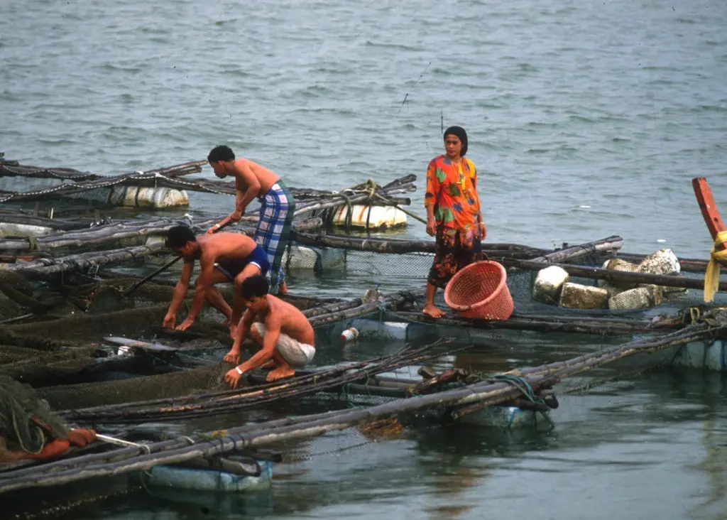 Any production growth can only come chiefly from marine aquaculture © FAO/Roberto Faidutti