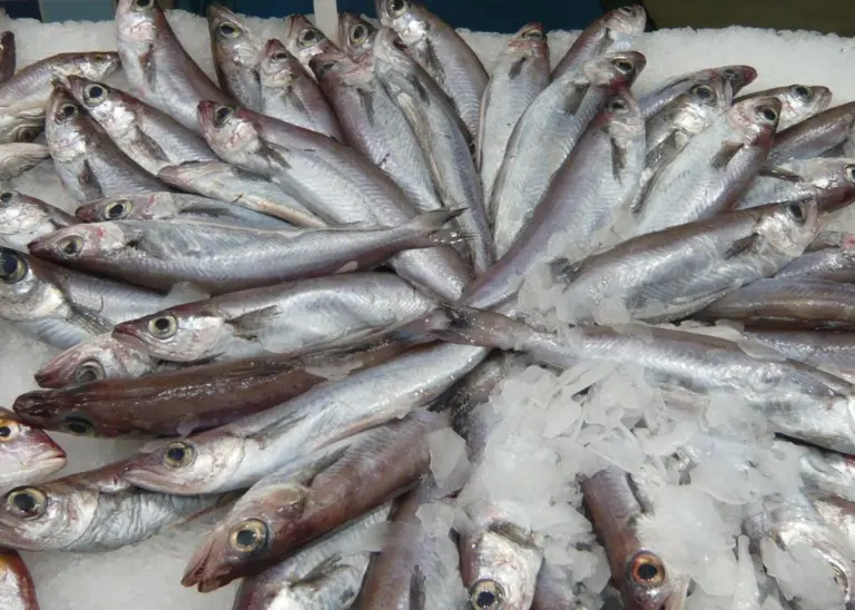 Blue whiting fisheries achieve MSC certification Photo: Mikko Heino