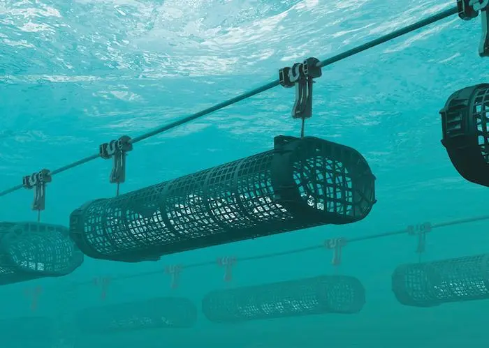 Oyster baskets