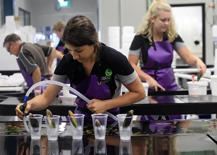 Close to 500 tonnes of SPATNZ mussels will be harvested over the coming months