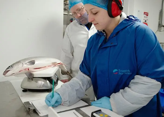 The new graduate programme is good news for Scottish aquaculture ©Scottish Sea Farms