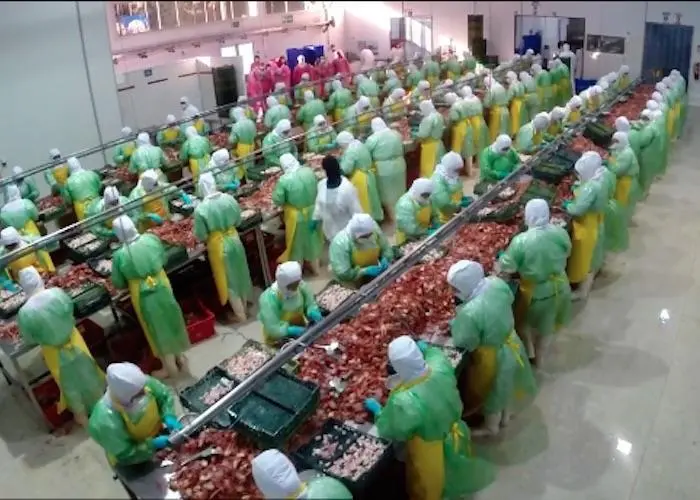 Camanchaca Pesca has obtained MSC certification for its red and yellow langostino lobster fisheries