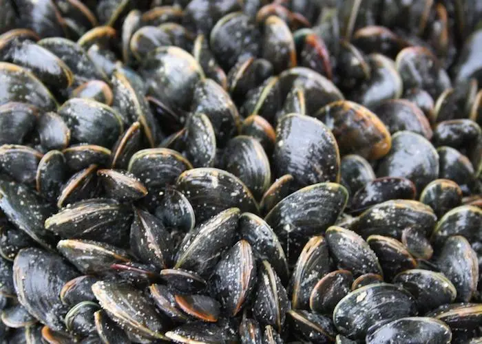 Mussels
