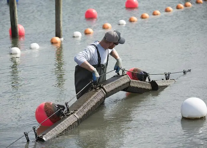 Hoopers Island to sell Hexcyl Systems