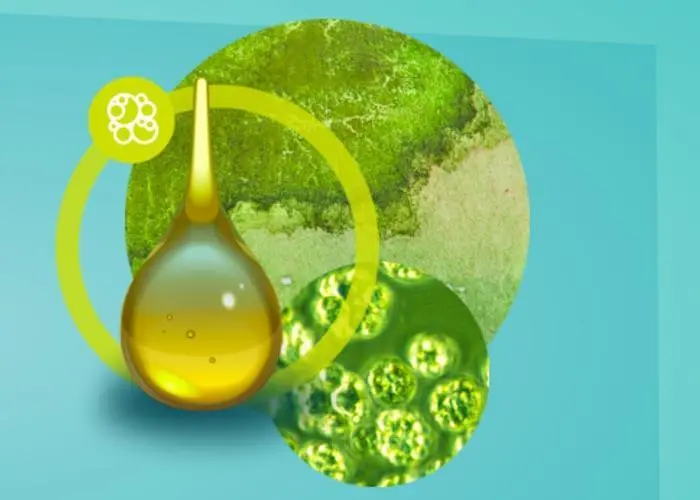 Veramaris algal oil