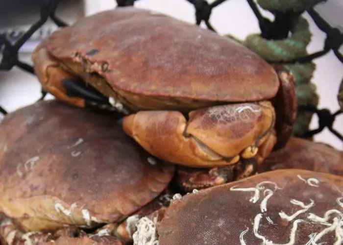 crabs