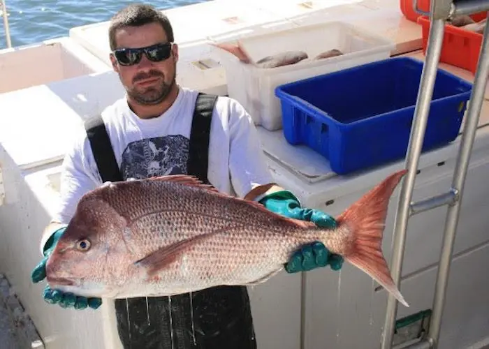 pink snapper