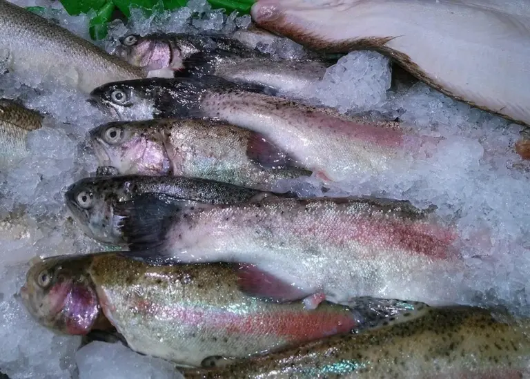 Fish in ice