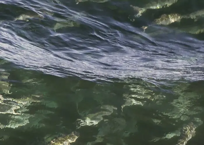 North Atlantic Salmon