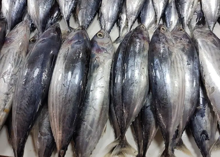 Skipjack tuna