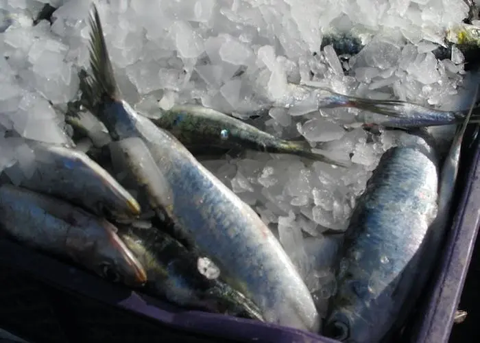 MSC suspends sardine fisheries