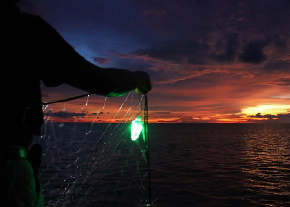 Increased visibility with illuminated nets