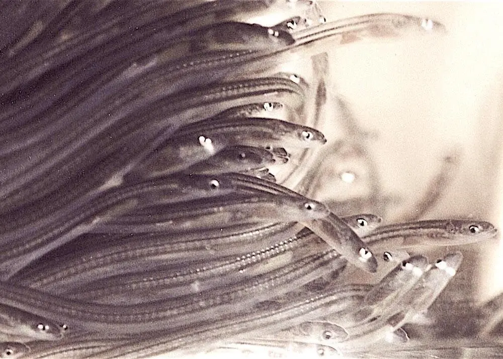 Natural eel recruitment increasing