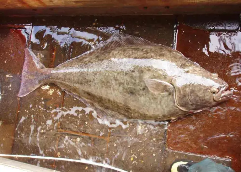 Atlantic halibut